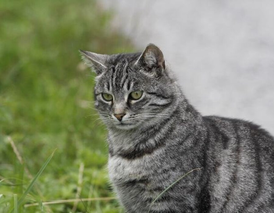 Katze am Bauernhof